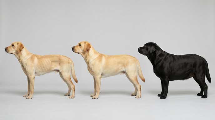 Dog body condition score comparison showing underweight BCS 3 vs ideal BCS 5