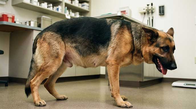Dog showing signs of GDV bloat with distended abdomen and signs of distress