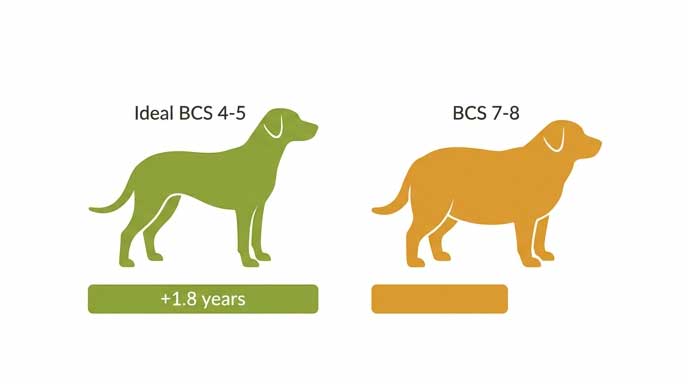 Chart showing lifespan comparison between ideal weight dogs and overweight dogs
