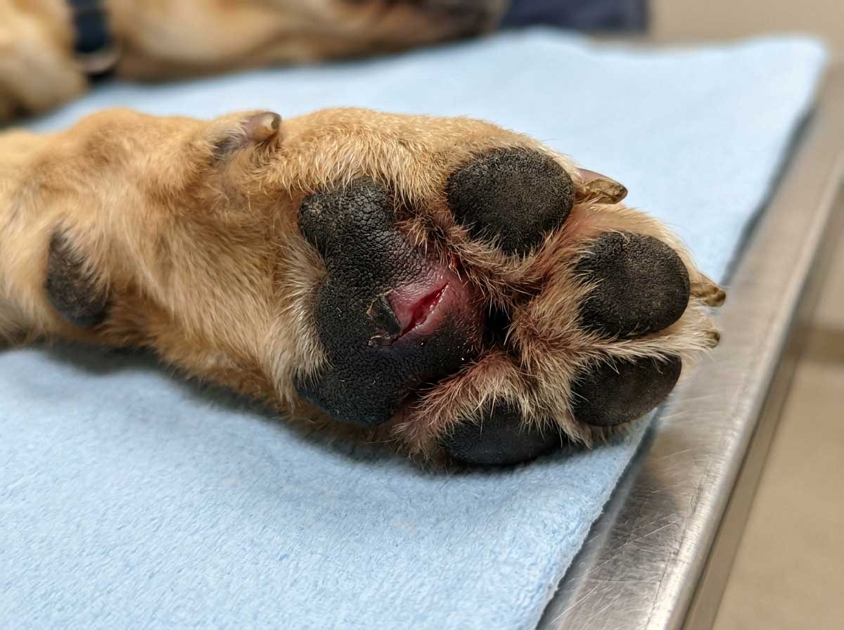 Dog paw with a cut or injury on the pad
