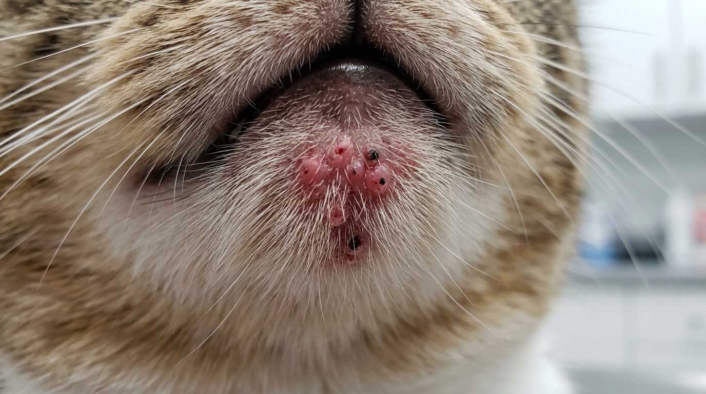 Cat with new acne on chin looking at new plastic food bowl