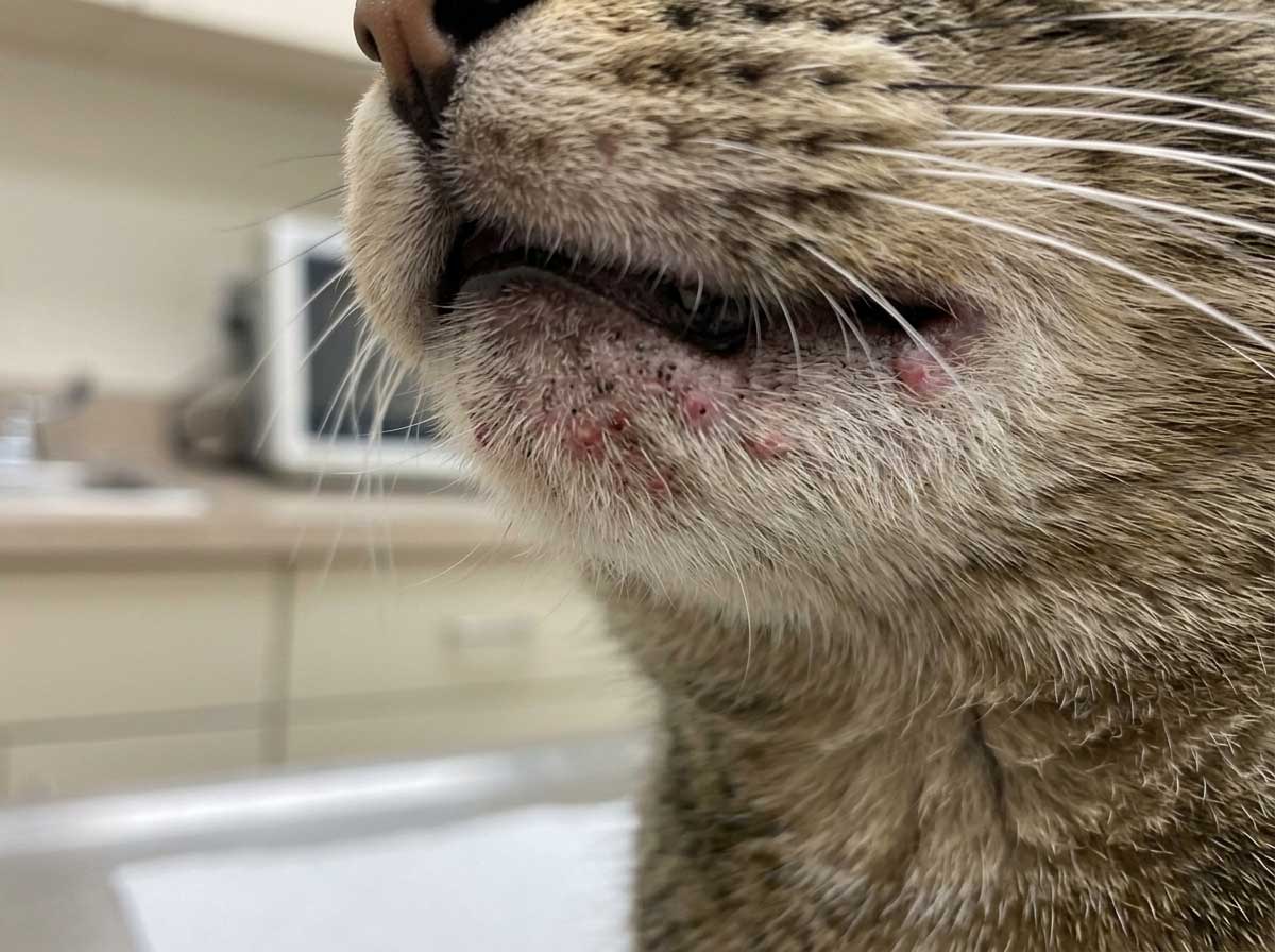 Cat with acne spread from chin to lower lip area showing black specks and bumps