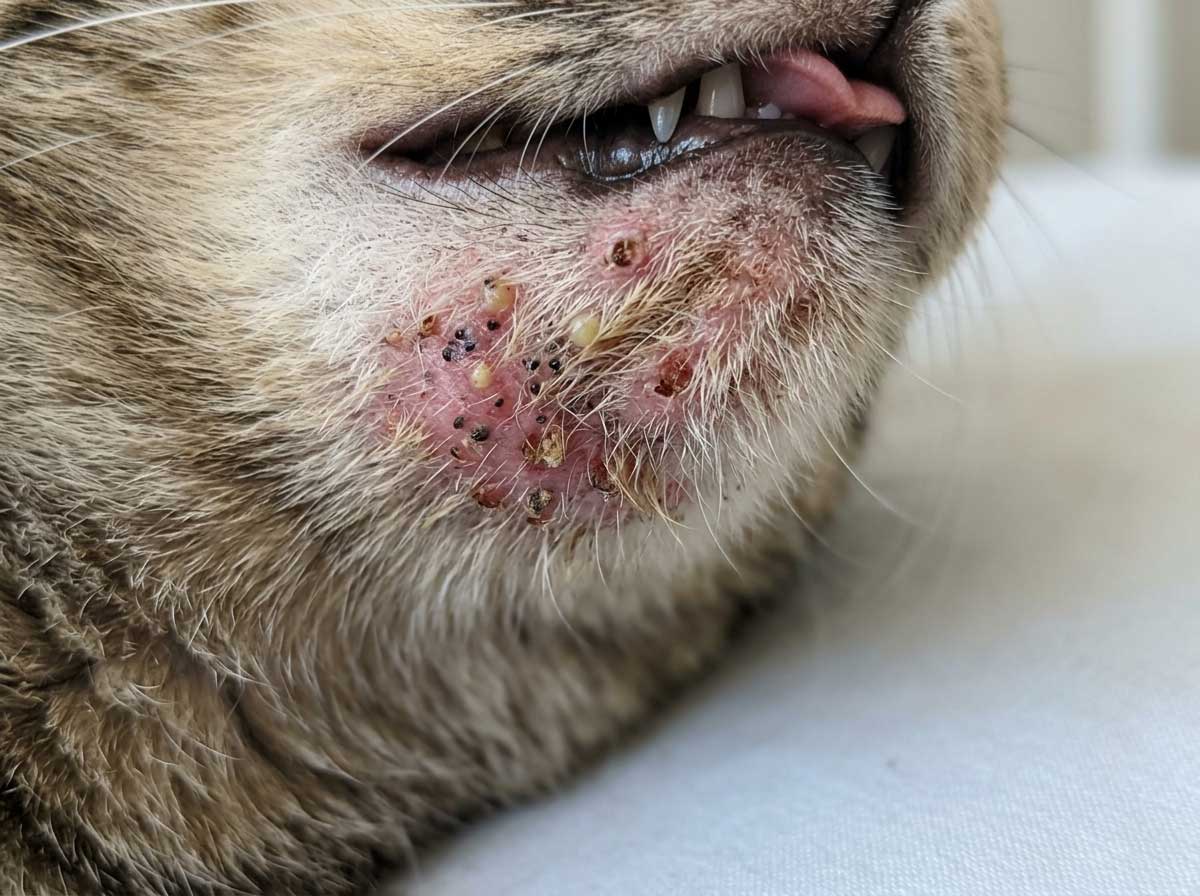 Severe cat chin acne with infection, swelling, bleeding, and scabs