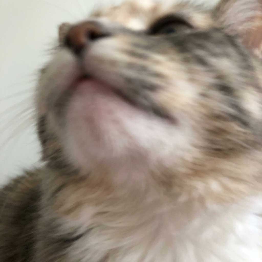 Bad example: blurry photo of a cat chin