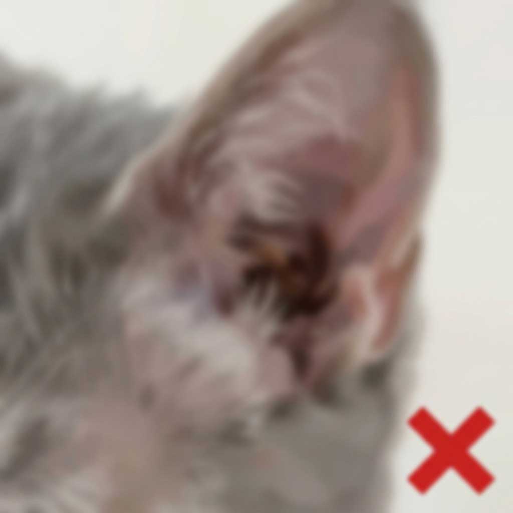 Bad example: blurry photo of bug on cat fur