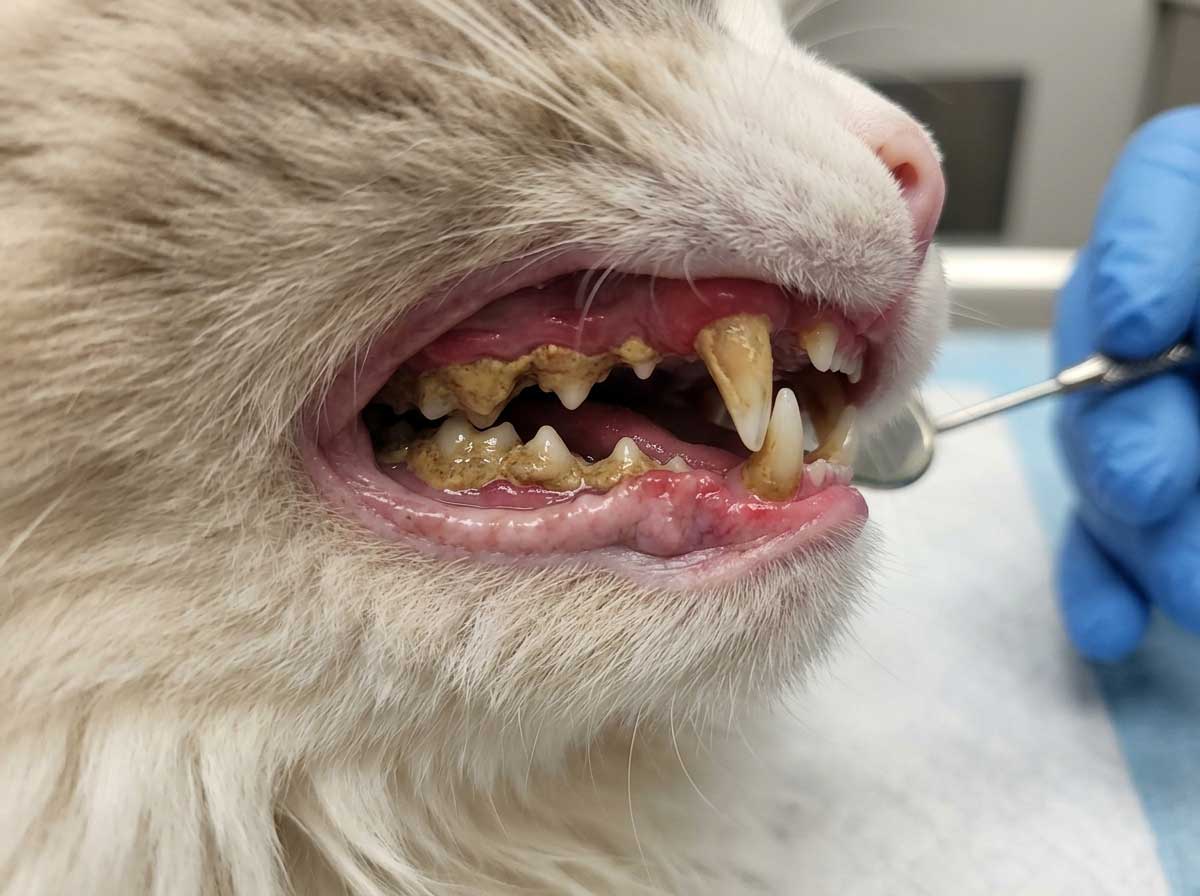 Cat teeth showing heavy yellow-brown tartar and plaque buildup
