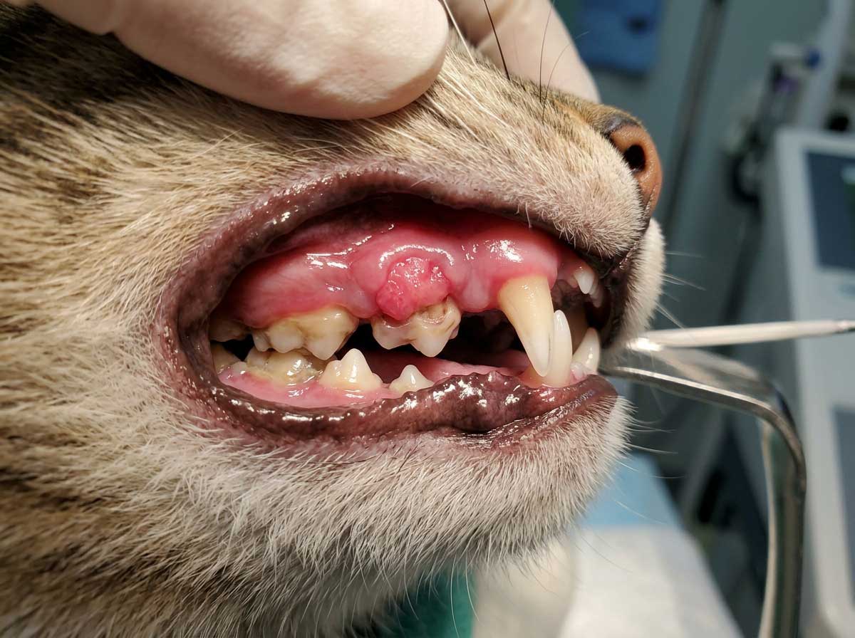 Cat tooth resorption showing lesion at the gum line