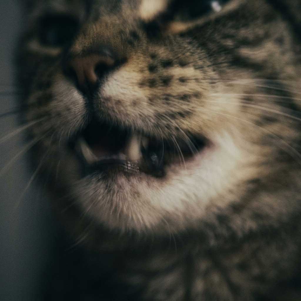 Bad example: blurry photo of cat teeth