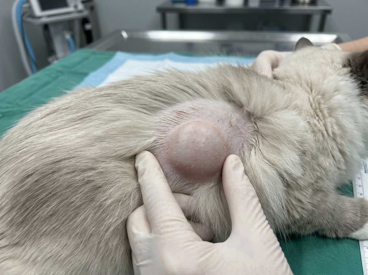 Cat lipoma — soft, round fatty lump under the skin that moves freely