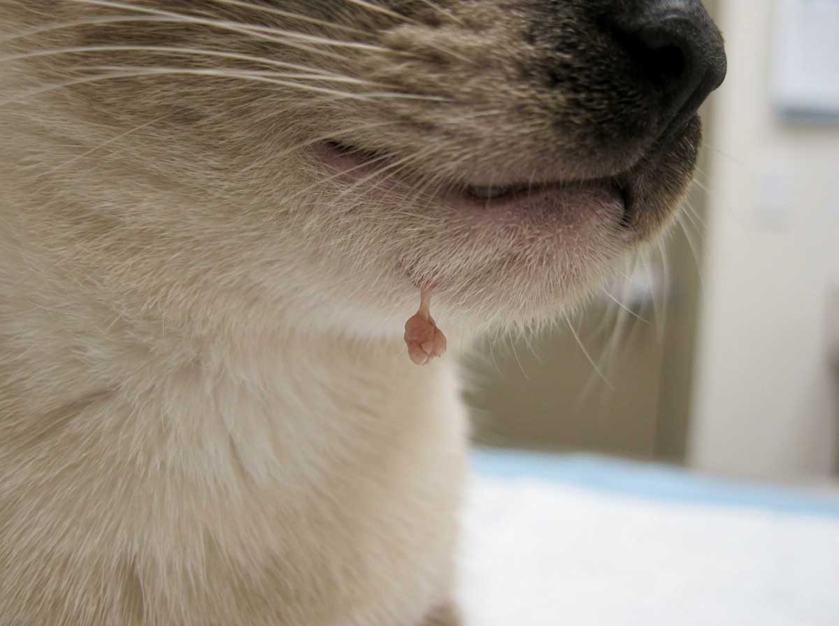 Cat skin tag — small, soft growth hanging from a thin stalk on chin