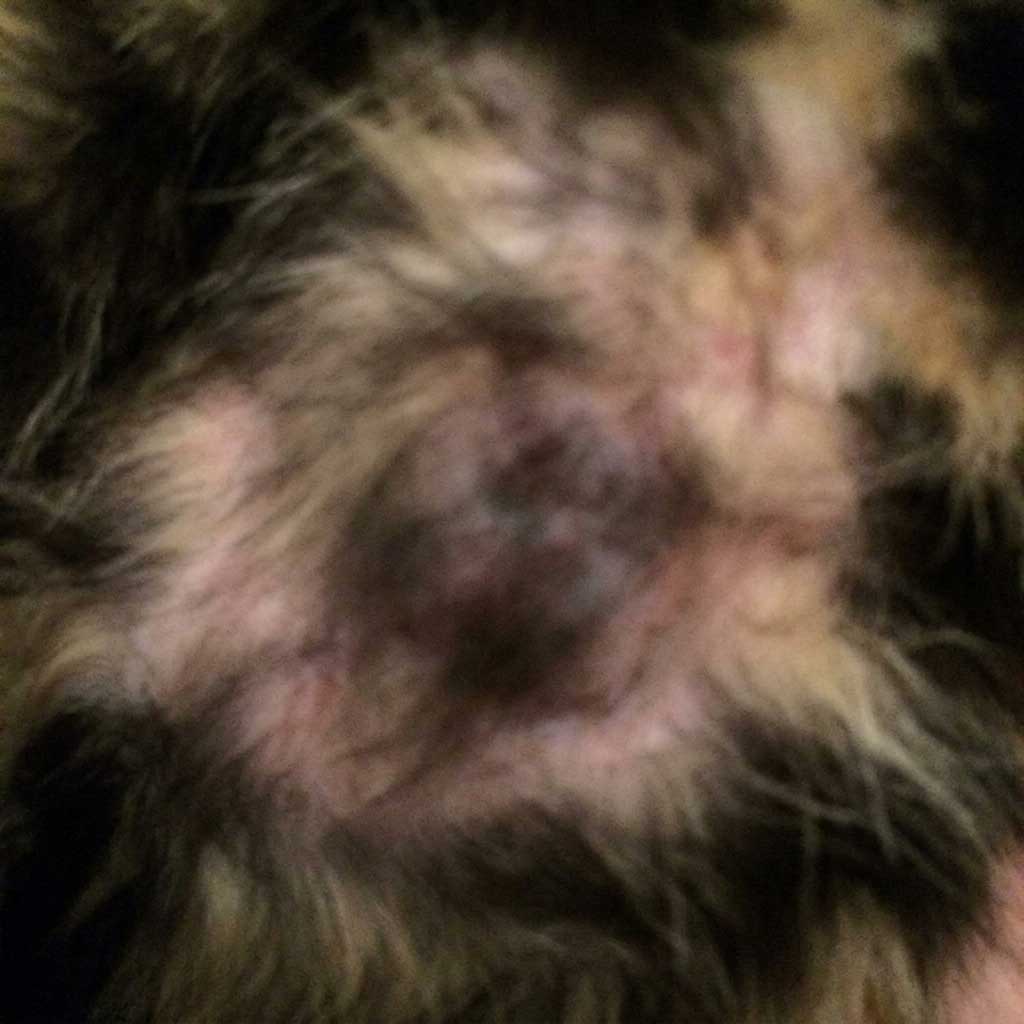 Bad example: blurry photo of a lump on cat