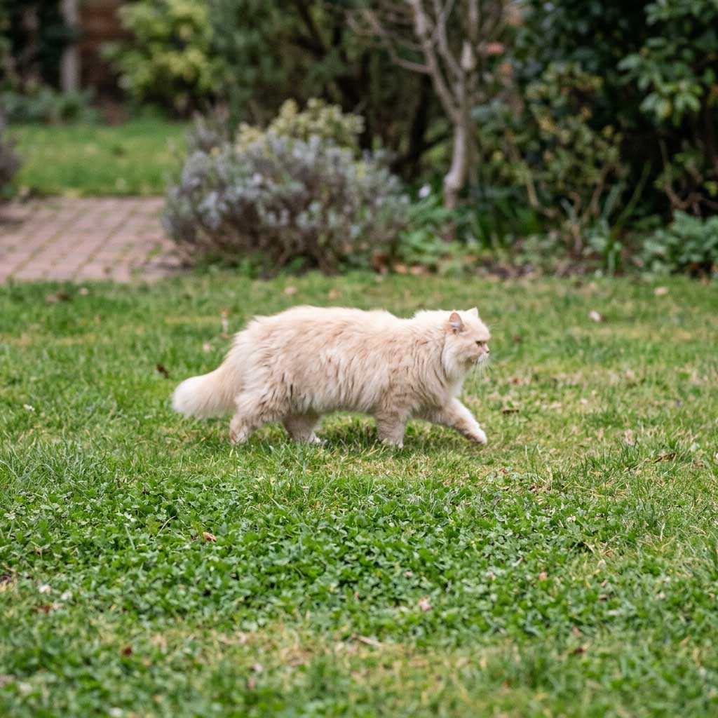 Bad example: photo taken too far away to see lump details on cat