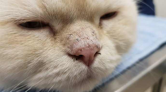 Cat dry cracked nose showing rough texture and peeling