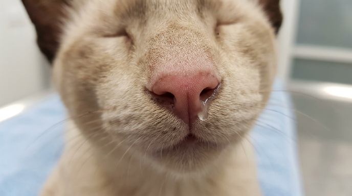 Cat runny nose showing clear watery nasal discharge
