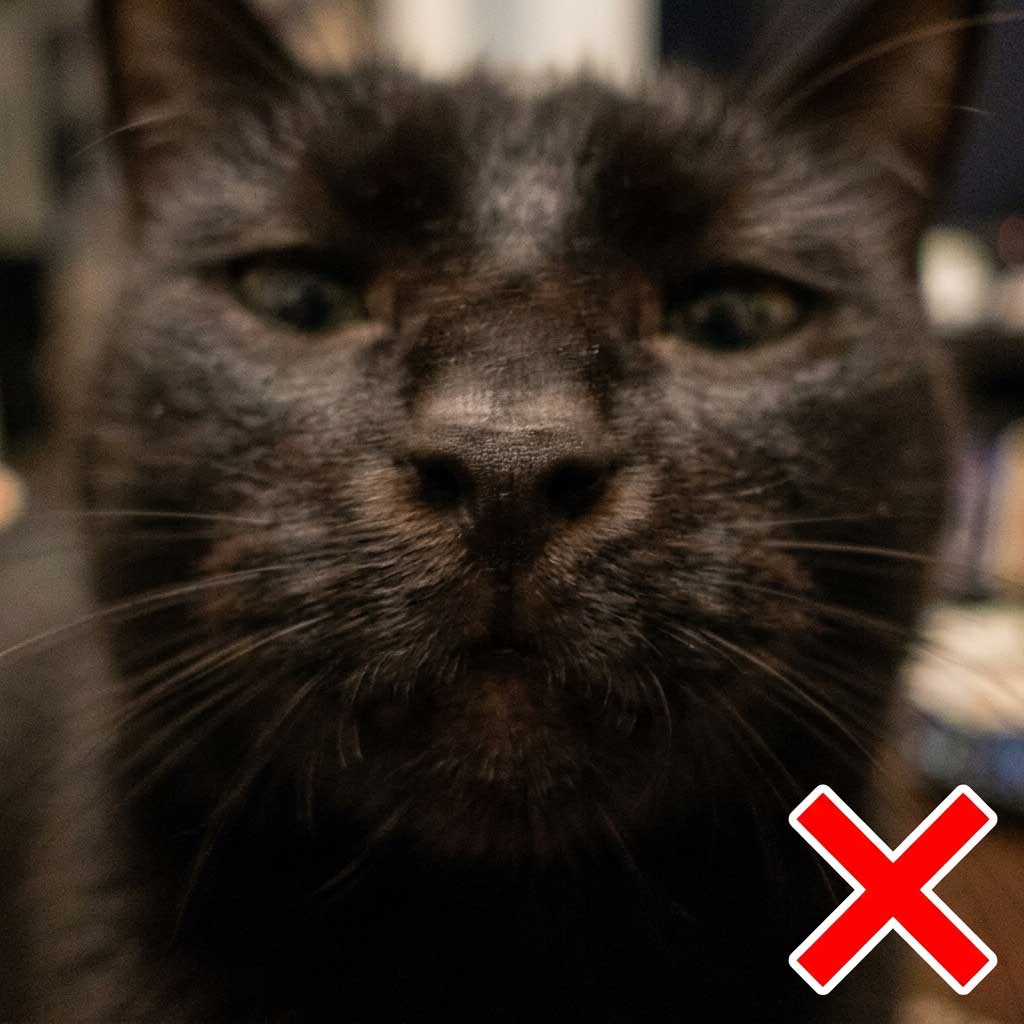 Bad example: blurry photo of cat nose