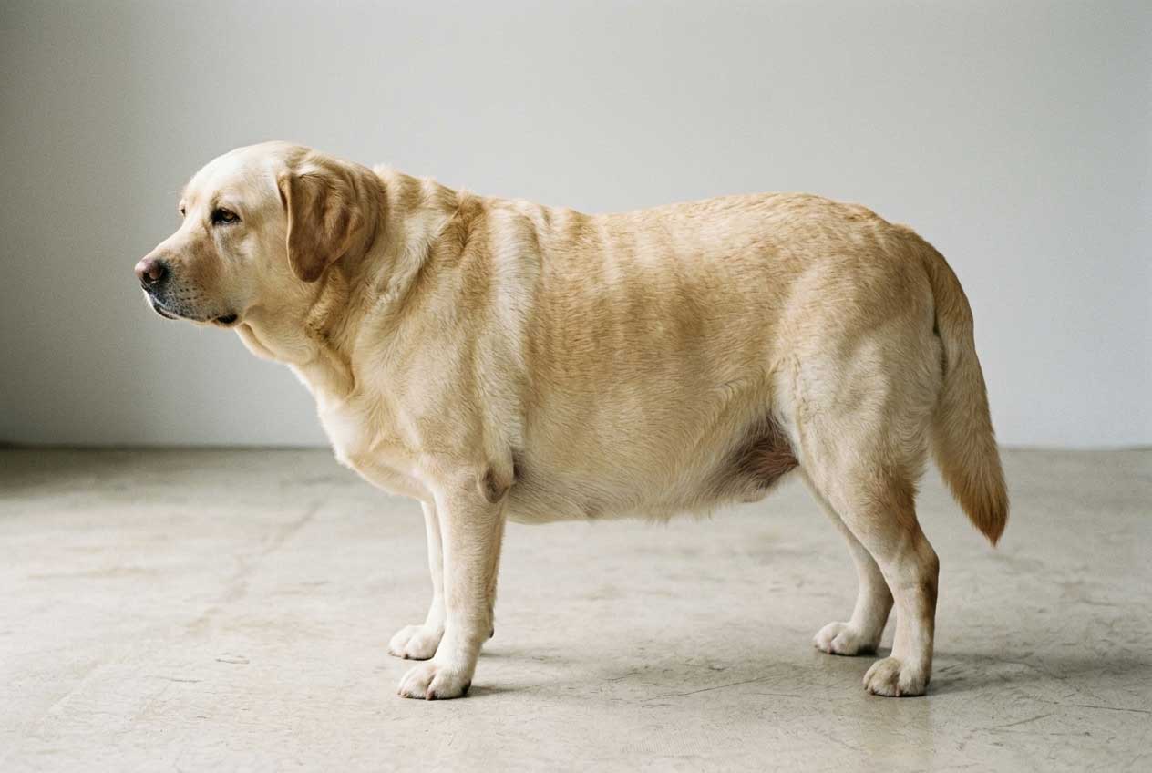 Overweight labrador showing no waist definition — how to tell if a dog is fat