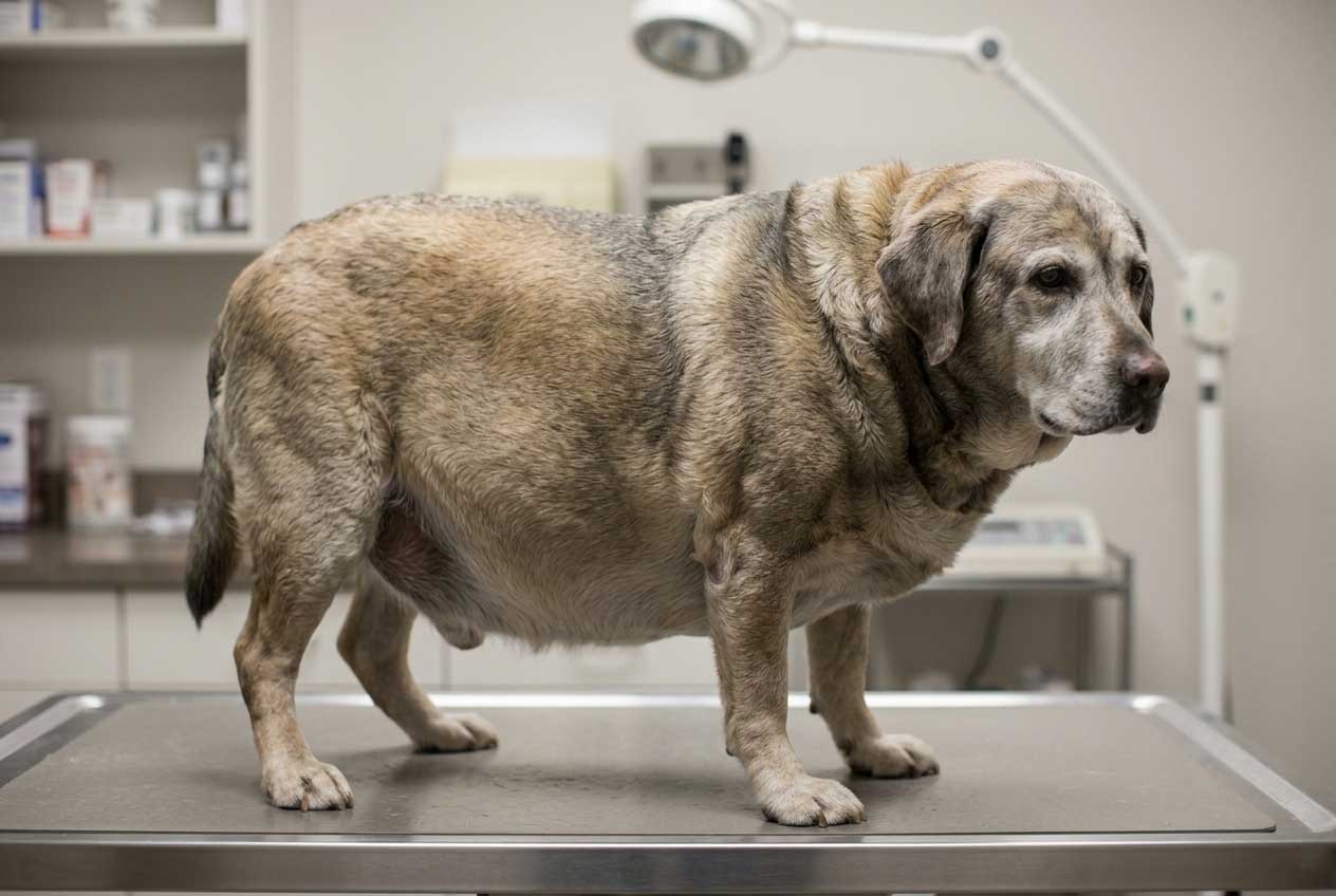 Obese dog with swollen belly — is it fat accumulation or something more serious