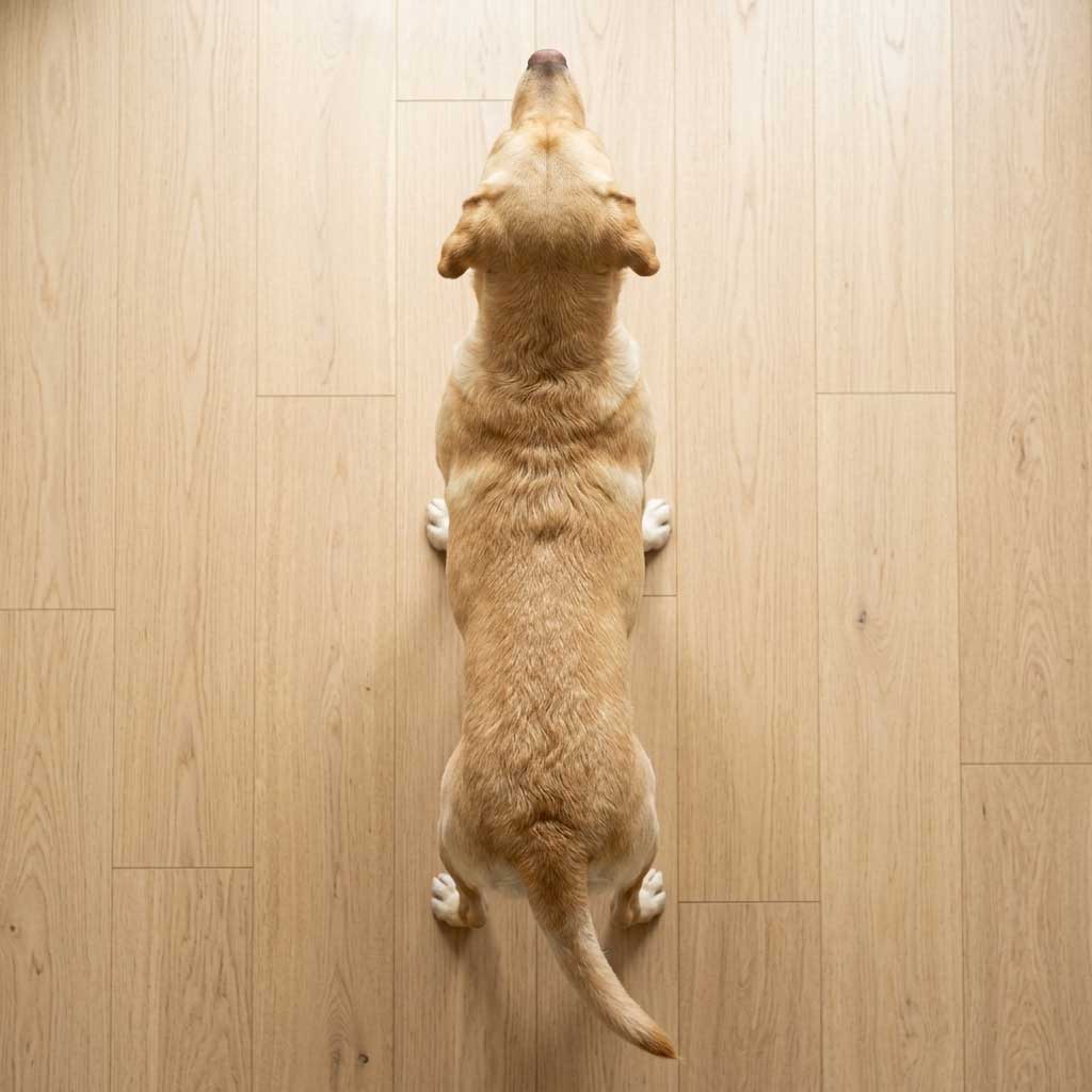 Top-down view showing waist definition in a dog at ideal weight