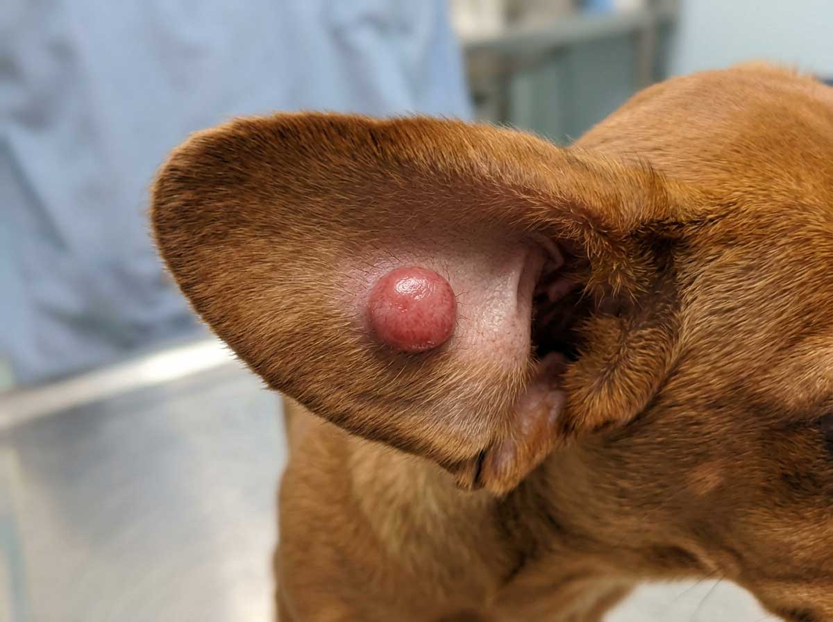 Dog histiocytoma — small, round, red, hairless button-like lump