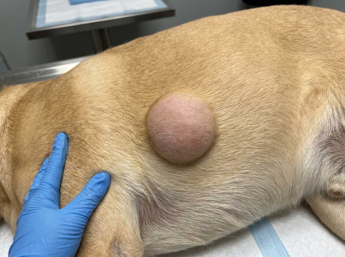 Dog lipoma — soft, round fatty lump under the skin that moves freely