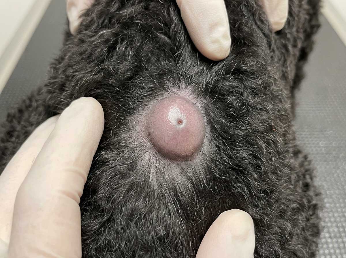 Dog sebaceous cyst — round, smooth, raised lump with visible pore