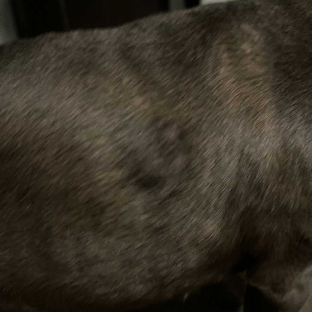 Bad example: blurry photo of a lump on dog