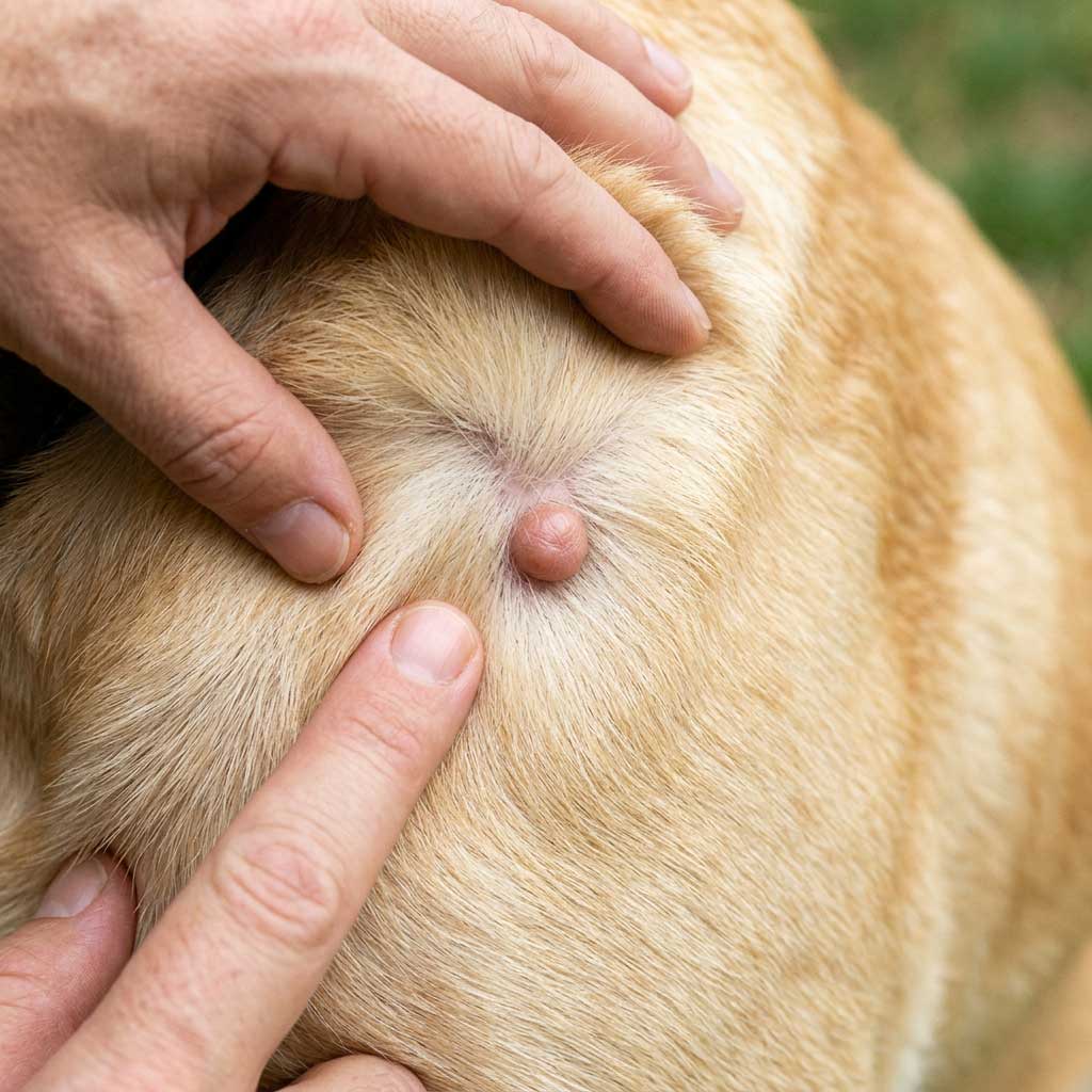 Good example: clear close-up photo of a lump on dog skin showing size and texture
