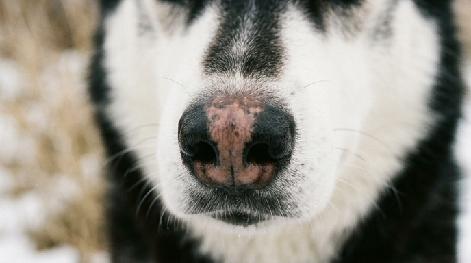 Dog nose showing color change from dark to lighter pigmentation