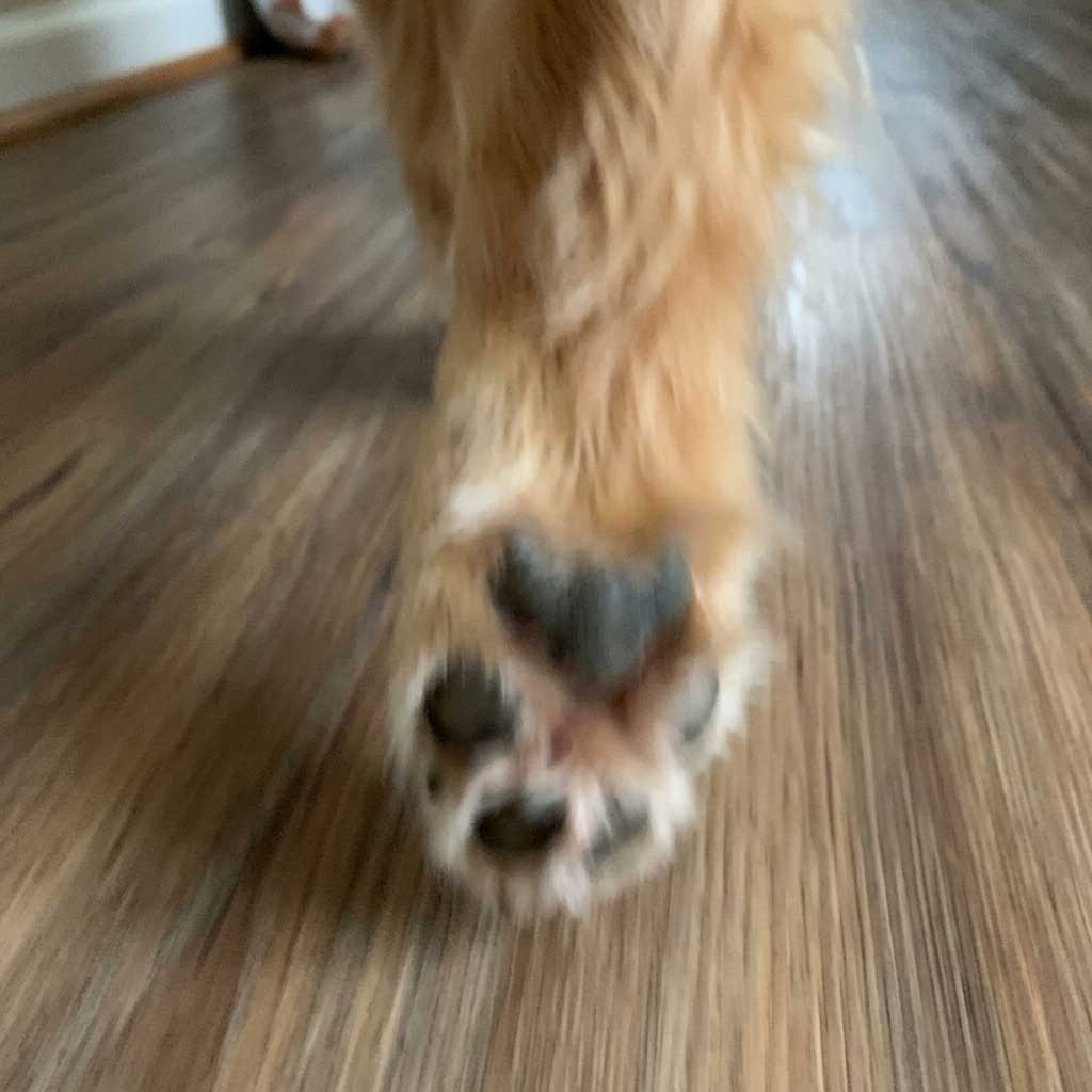 Bad example: blurry photo of a dog paw