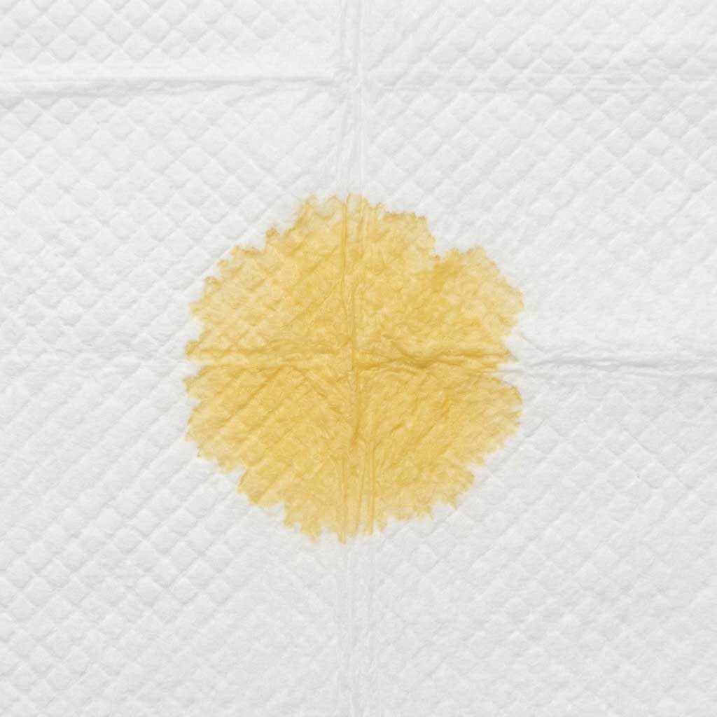 Good example: dog urine sample on white paper towel in natural daylight